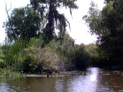 Thumbs/tn_8-2-02 Cypress Swamp Tour 20.jpg